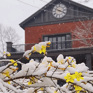 无论春天多么寒冷，也抵挡不住春的苏醒，校园内的一场春雪，不期而遇，雪落